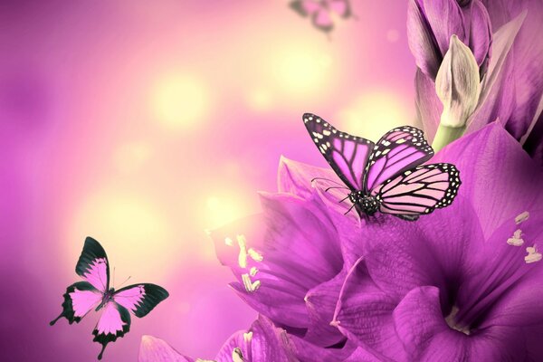 Lila Schmetterlinge auf Blumen Hintergrund