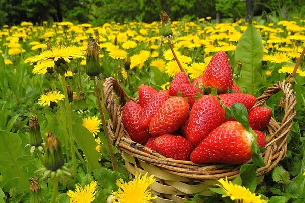 Erdbeeren in einem Korb auf einem Hintergrund von Blumen