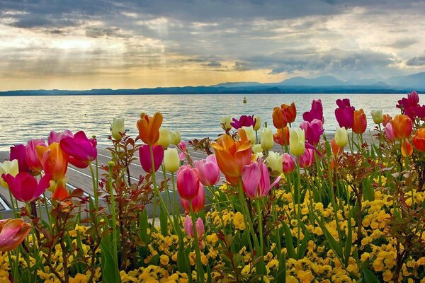 Kolorowe tulipany na tle jeziora. Świt