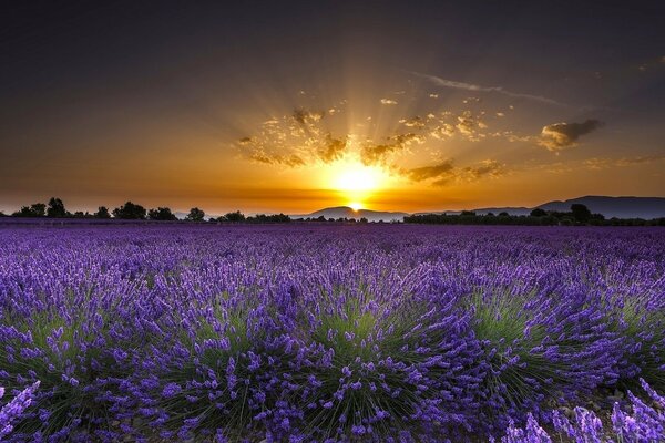 Paesaggio con fiori di lavanda al tramonto