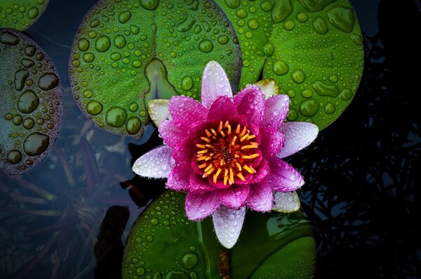 Pink lotus on the water with a drop of camina flower and green leaves