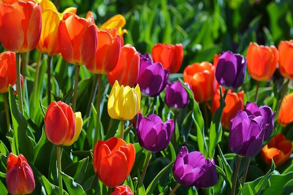 Frühling, Blumen, bunte Tulpen