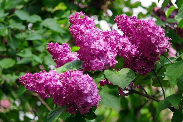 Seren in den botanischen Gärten der Stadt Kiew