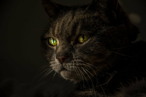 Cara de gato enojada y resentida