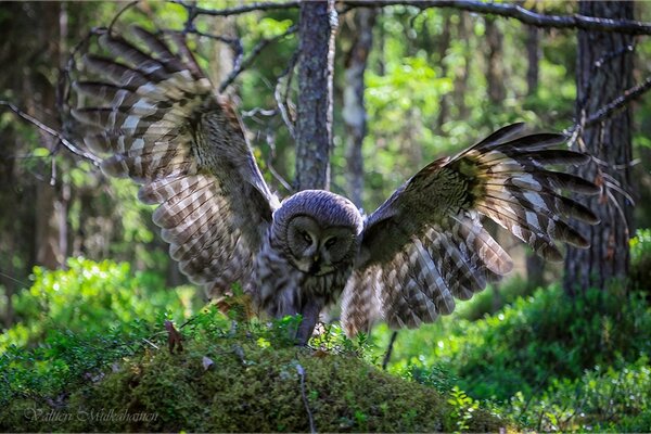 Gufo sbattere le ali foresta