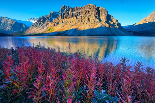 Alberta auf dem Hintergrund der Berge