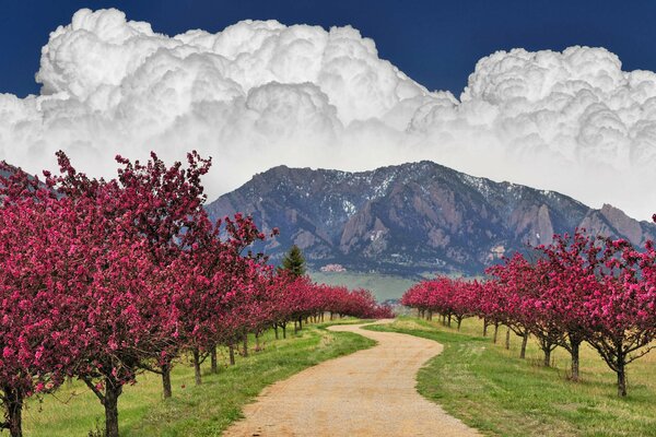 Blühende Bäume auf einem Berg und Wolken Hintergrund