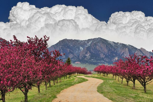 Alberi in fiore su sfondo di montagna e nuvole