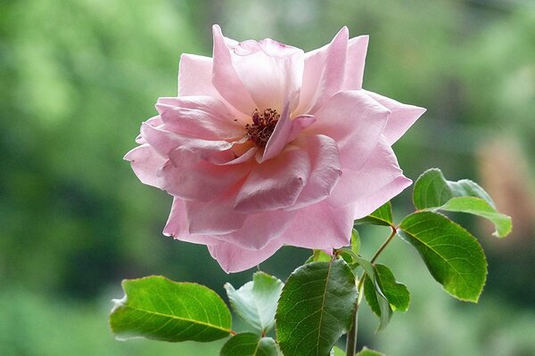 Feuilles de thé rose sur fond vert