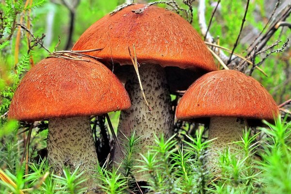 Tres héroes o una familia de hongos