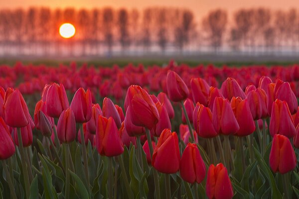 Campo de tulipanes al atardecer