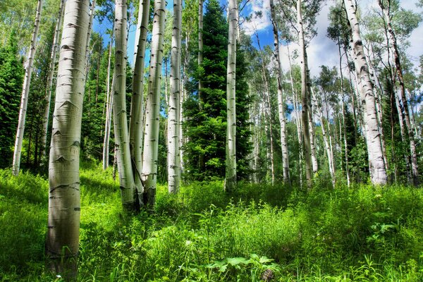 The beauty of the birch grove touches