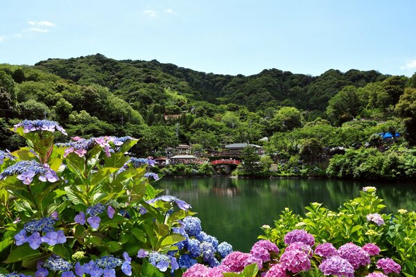 Blue and pink hydrangeas on the lake