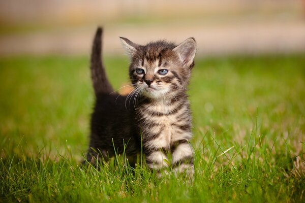 Petit chaton aux yeux bleus sur l herbe