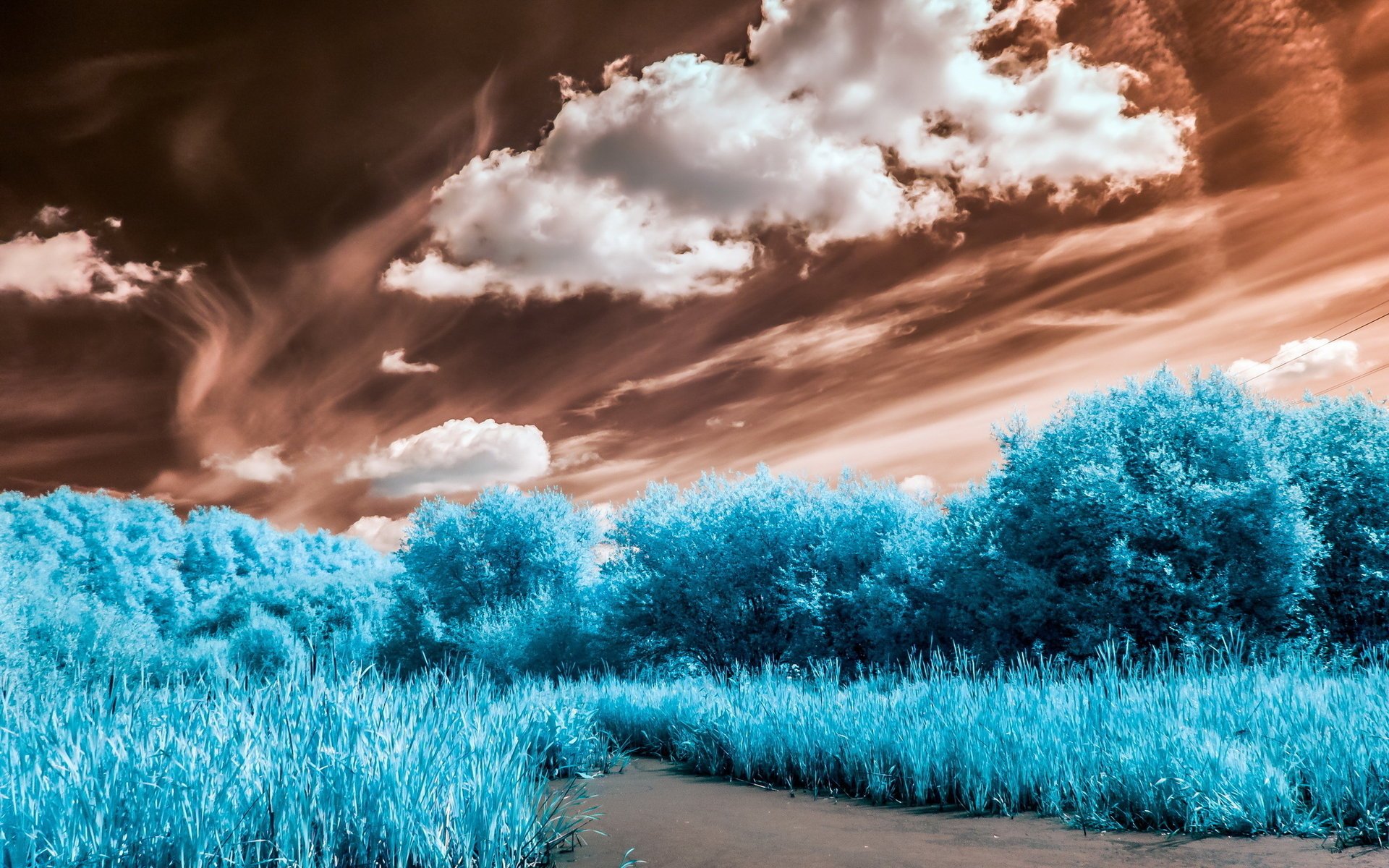 mit blau laub im hintergrund bewölkt himmel pflanzen