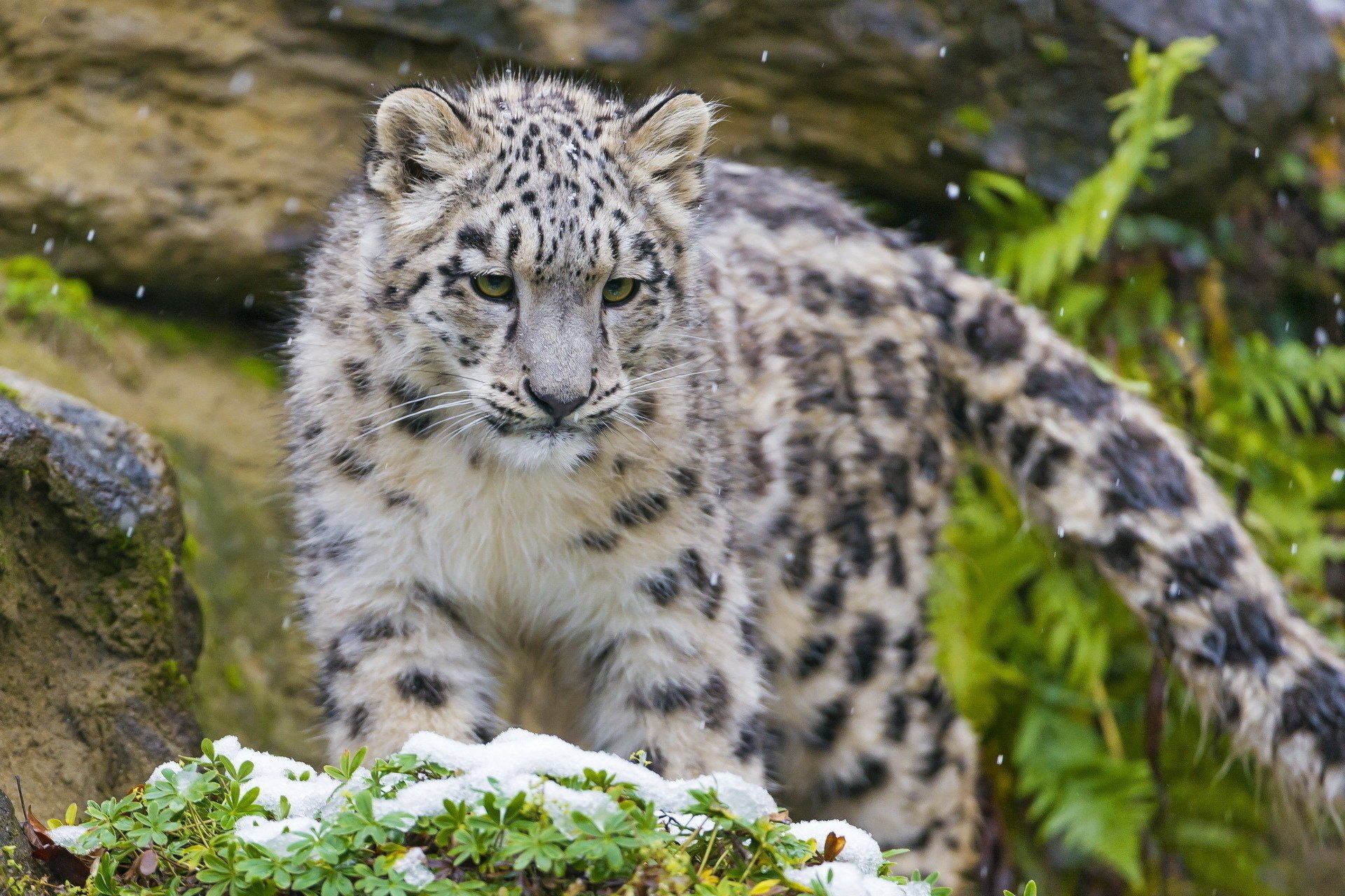 gatito hocico leopardo de las nieves depredador irbis