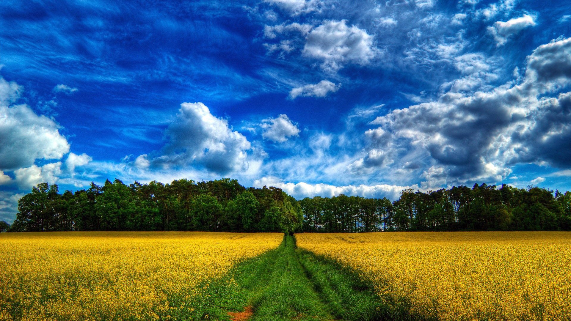 flowers the sky forest grass road trees field cloud