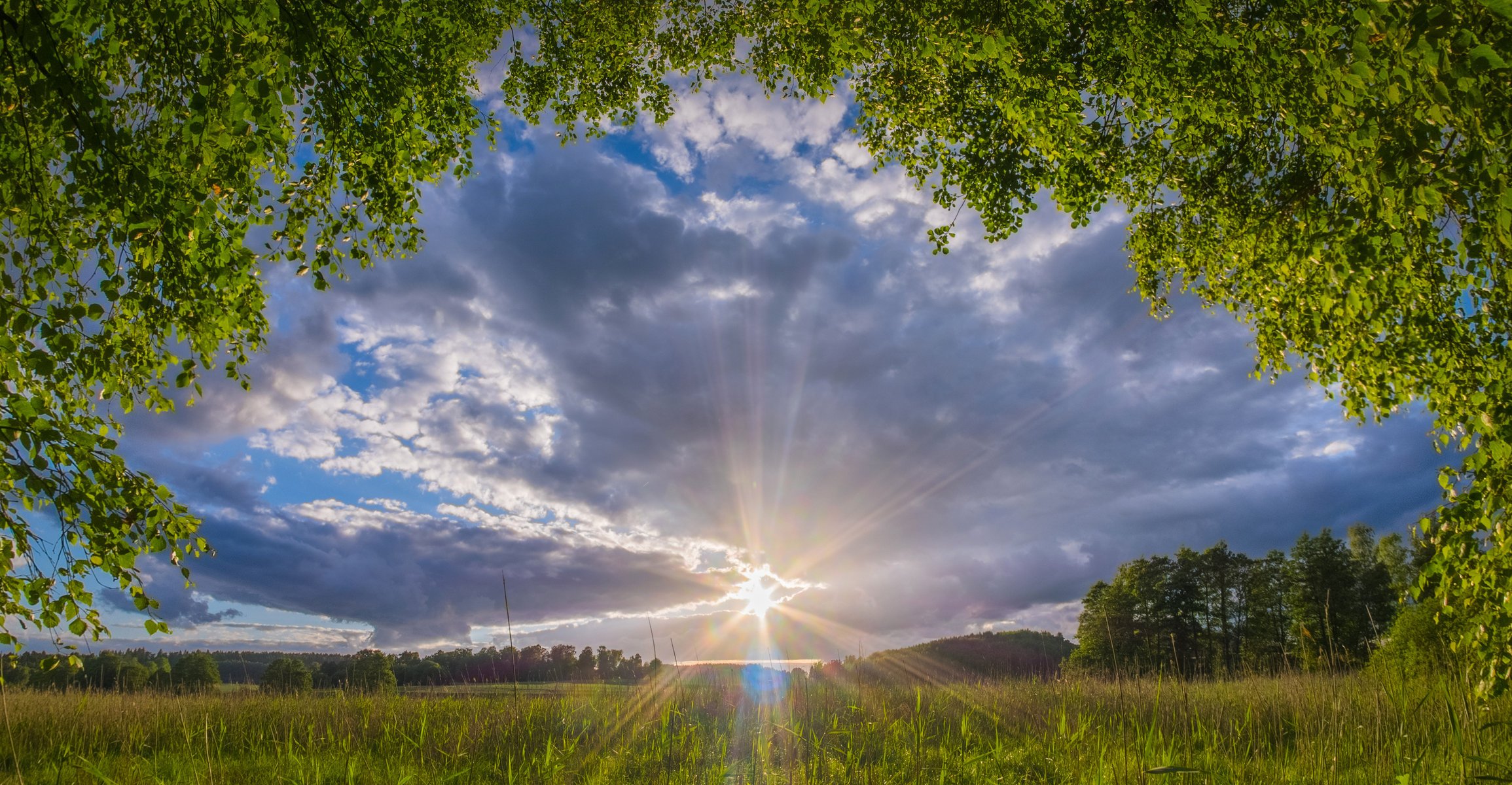 branches d arbres champ soleil paysage