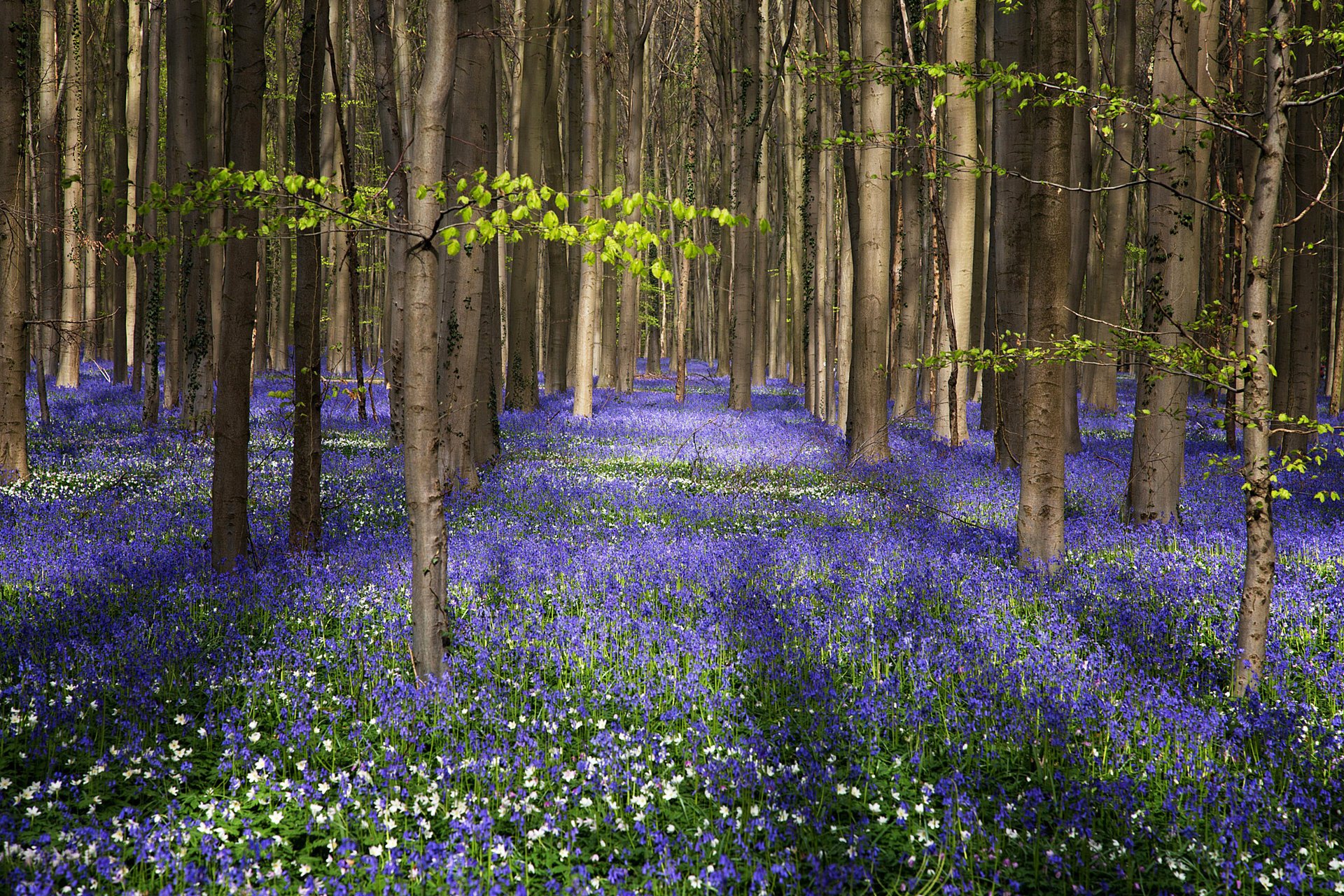 blumen natur sommer wald bäume glocken