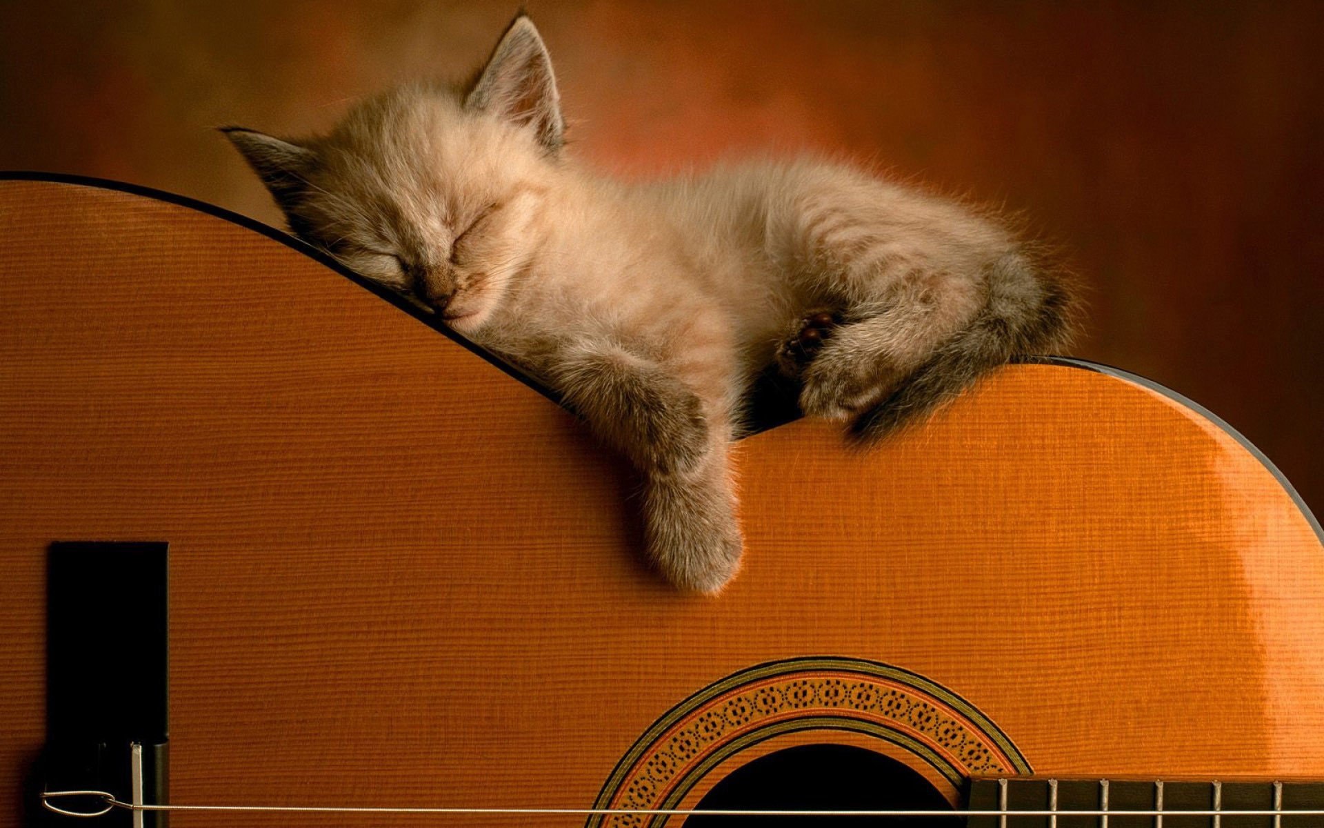 kitty hairy guitar