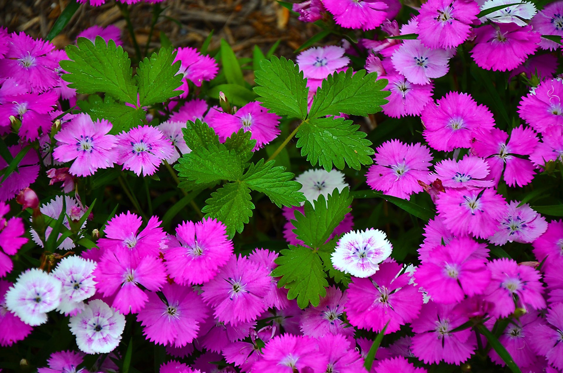 fleurs œillet flore