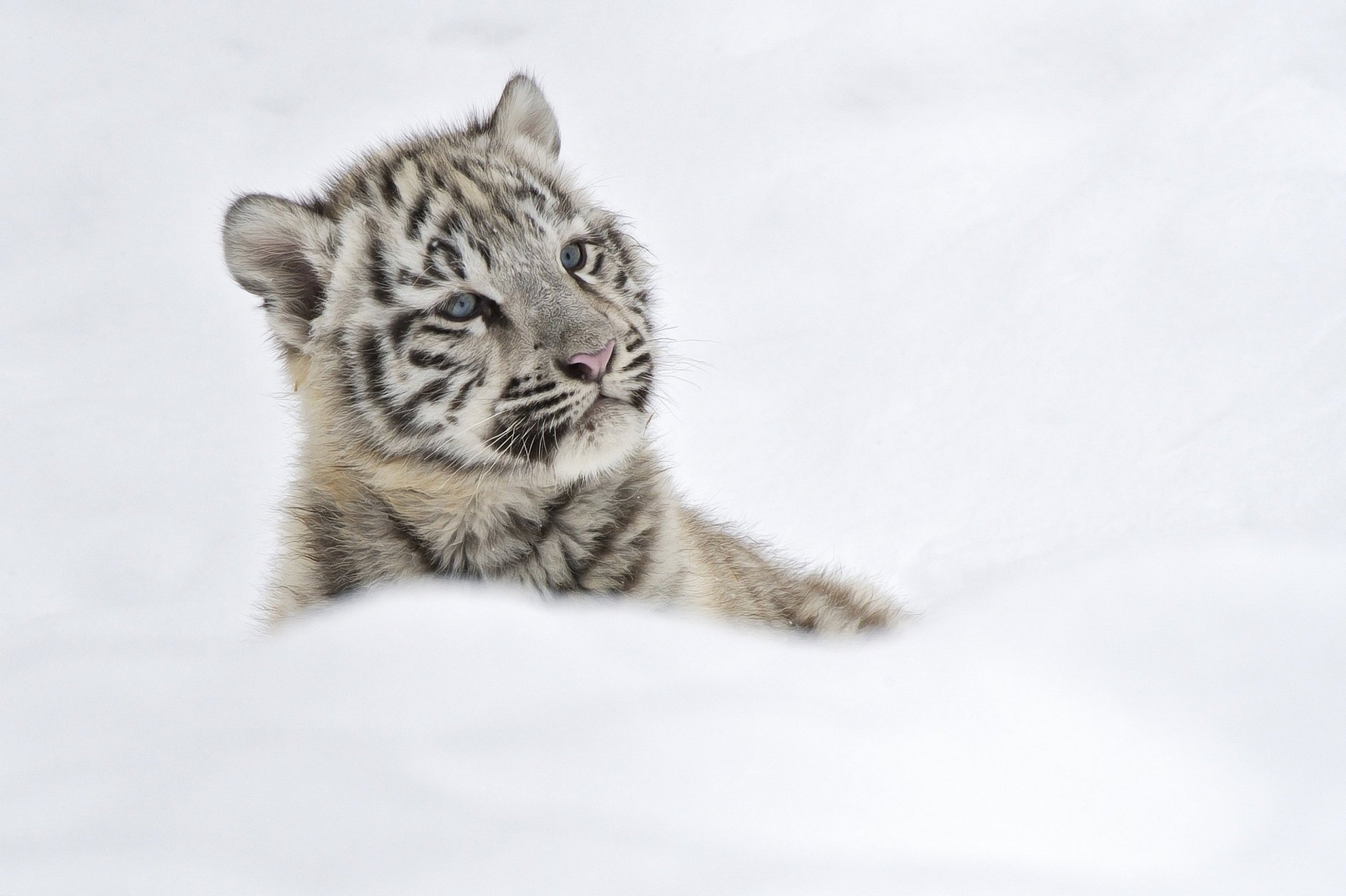 invierno nieve gatito cachorro de tigre