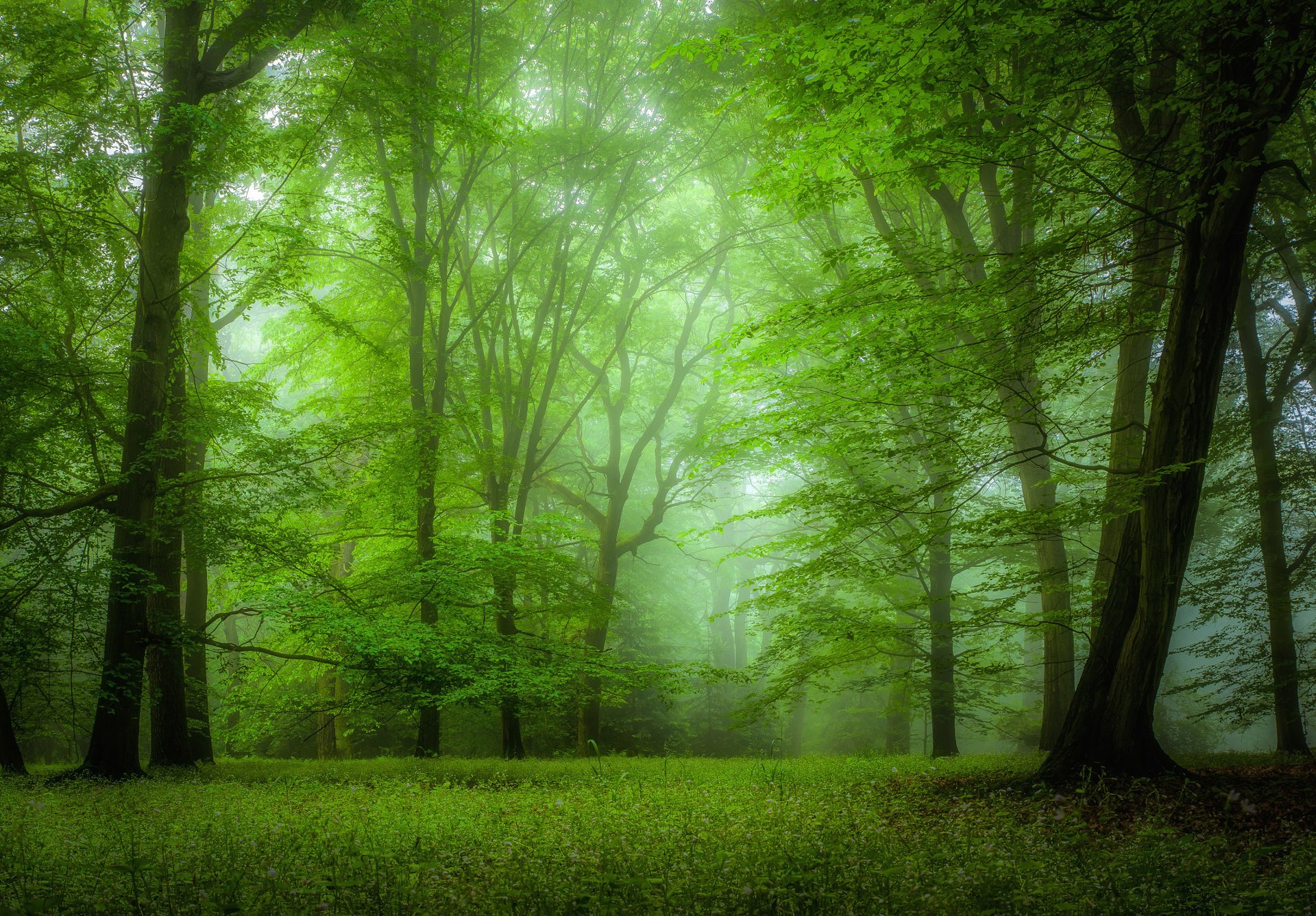 natura las park drzewa mgła zieleń