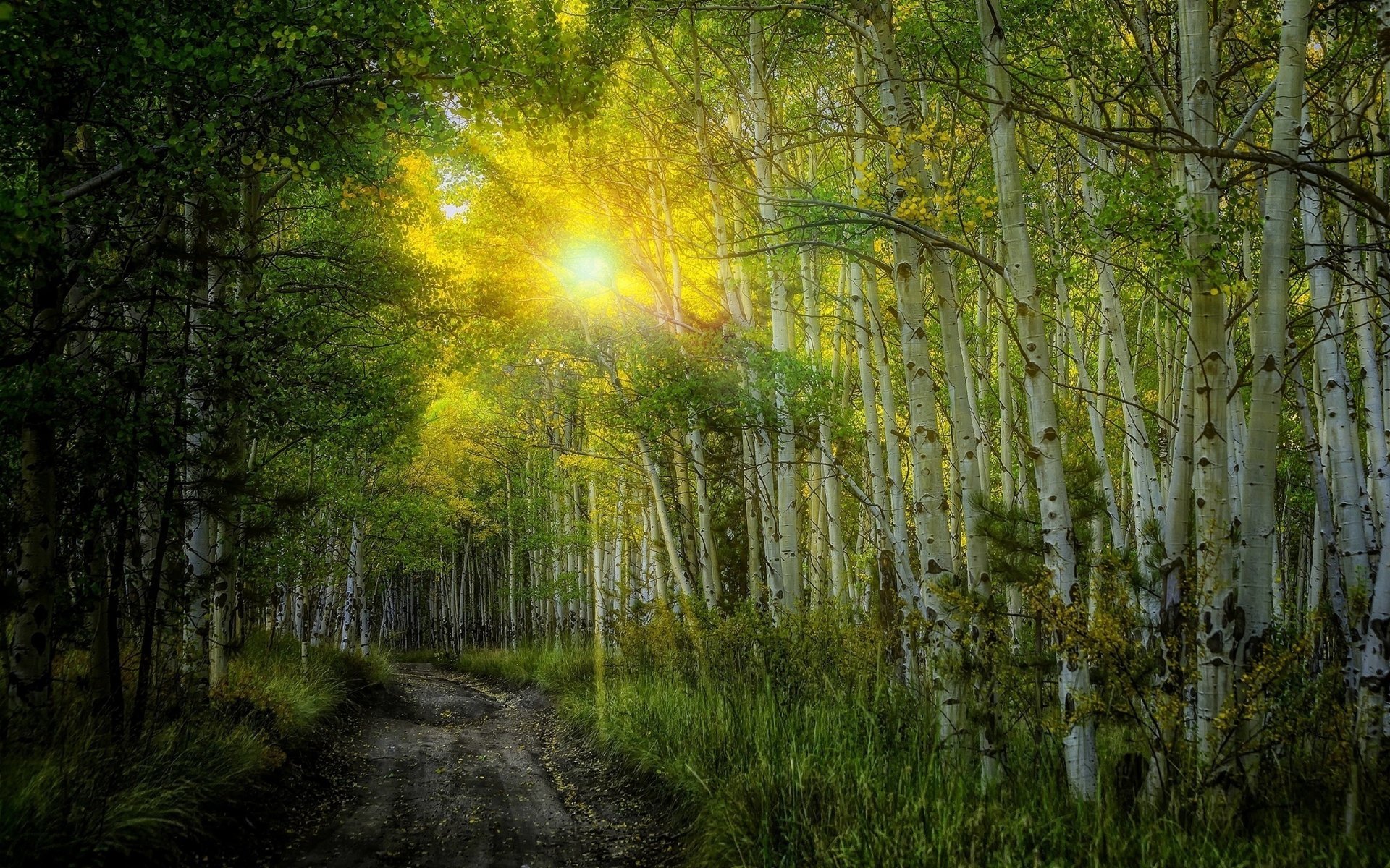 natura betulle raggi sole