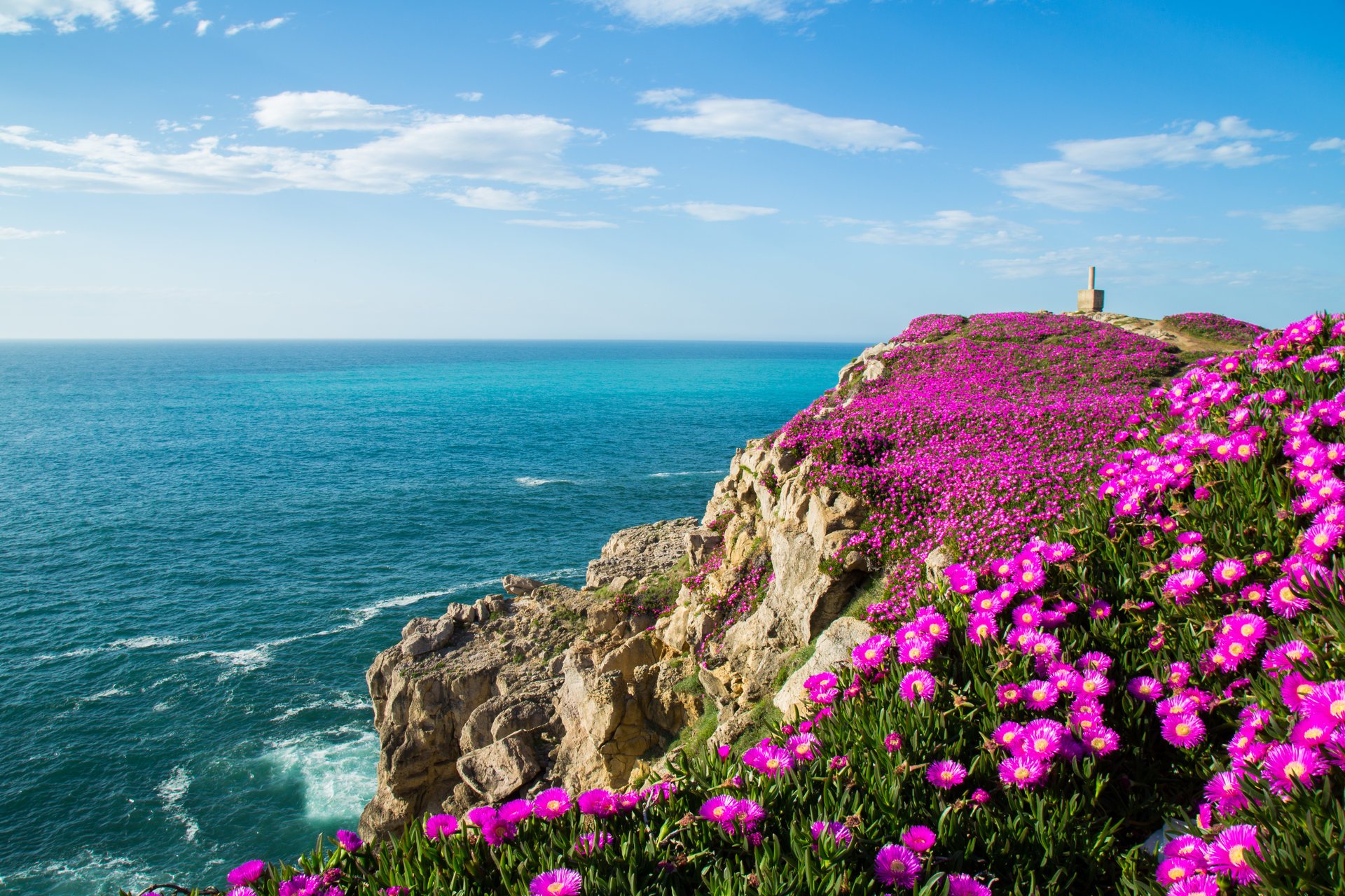 cantabria golfo de vizcaya flores españa