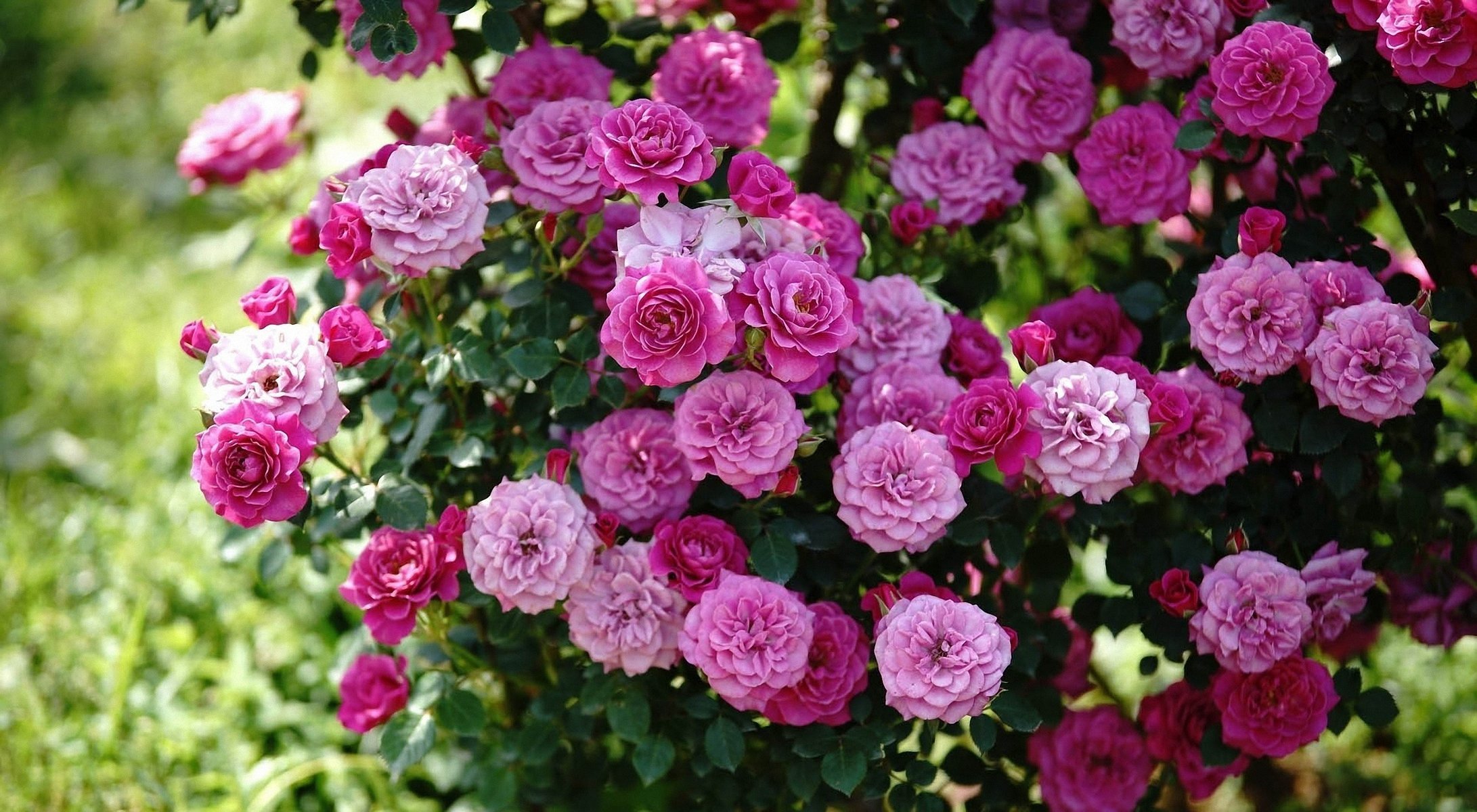 roses bush