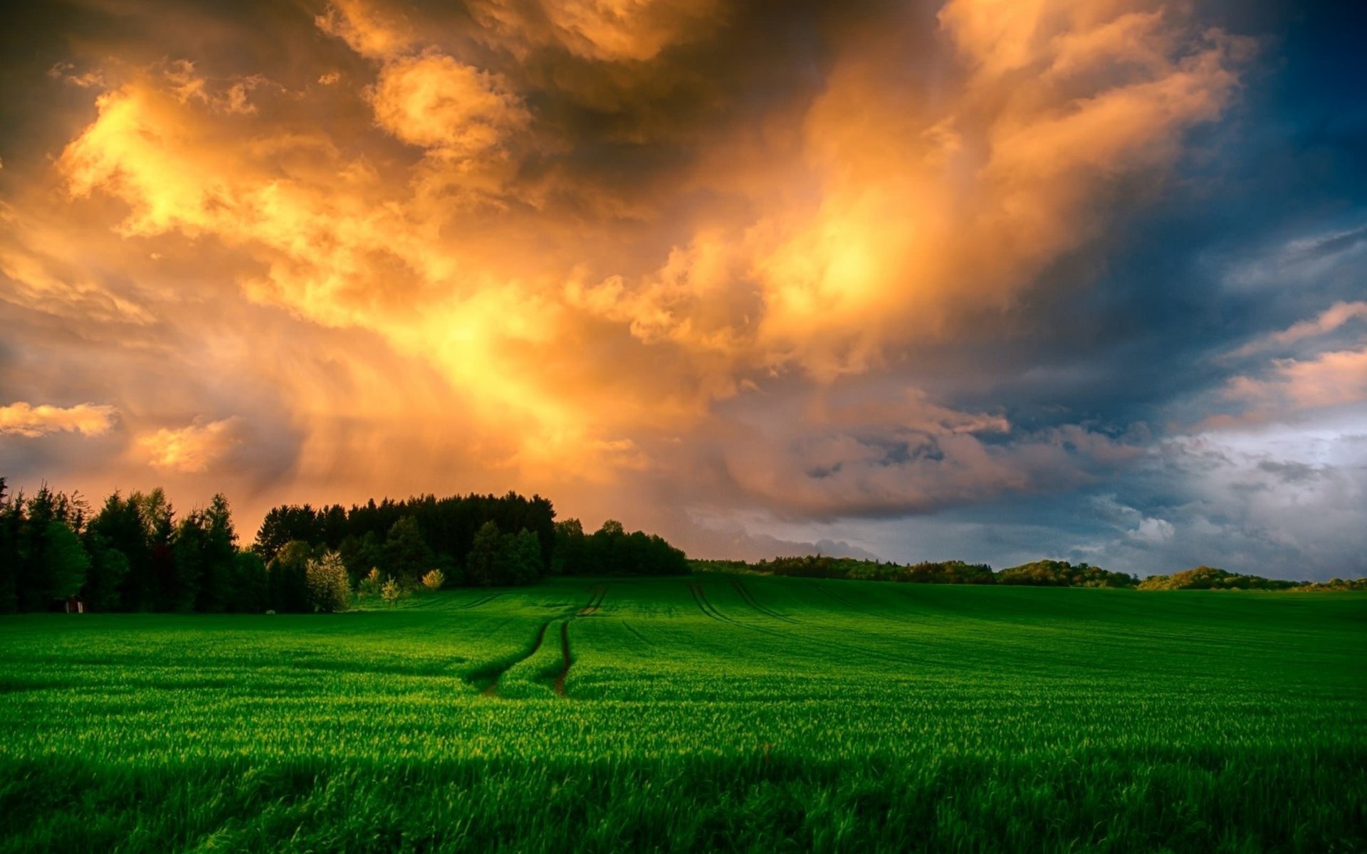 clouds the sky trees nature landscape view sunset field