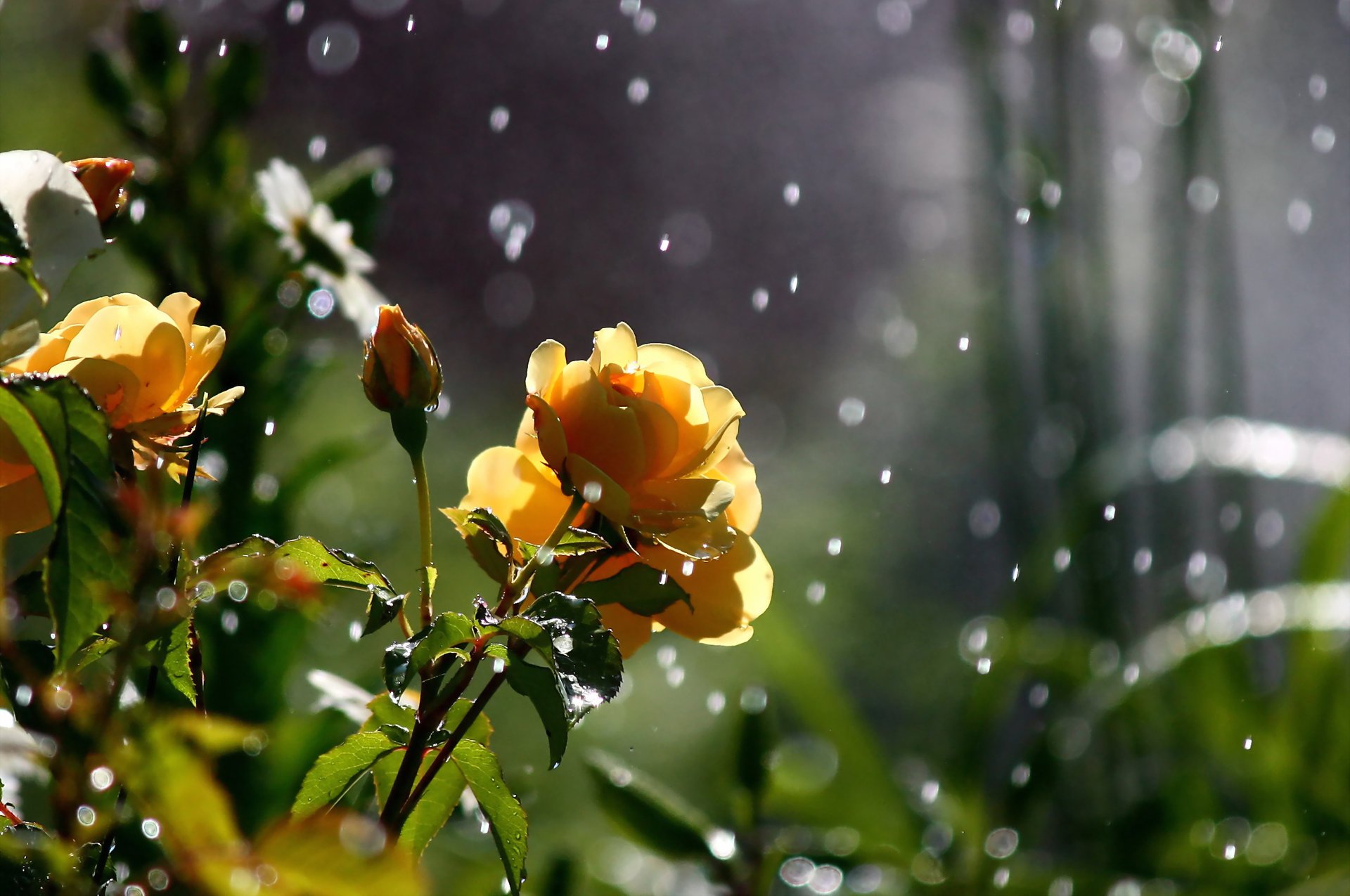 yellow roses rain drop