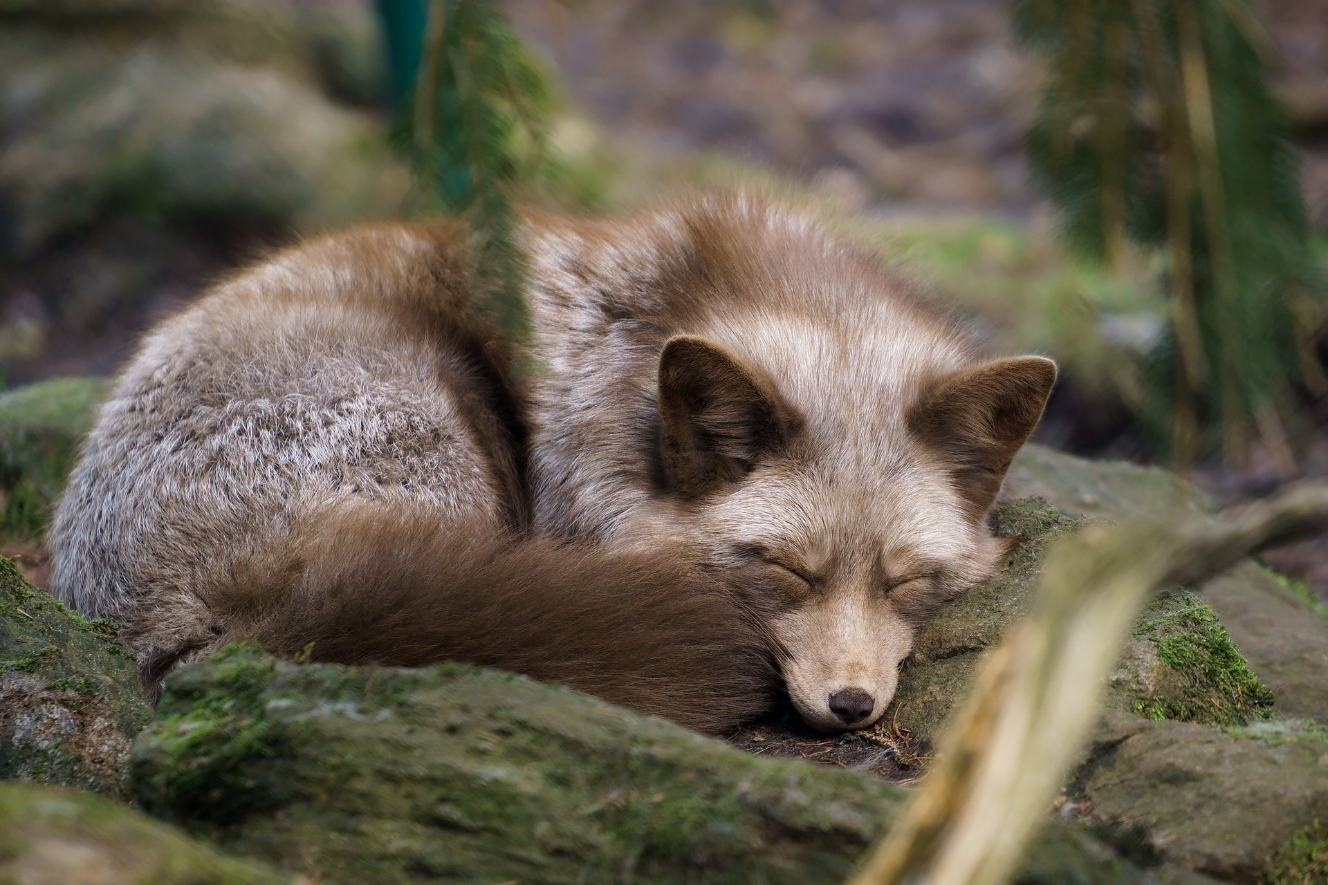 renard animaux