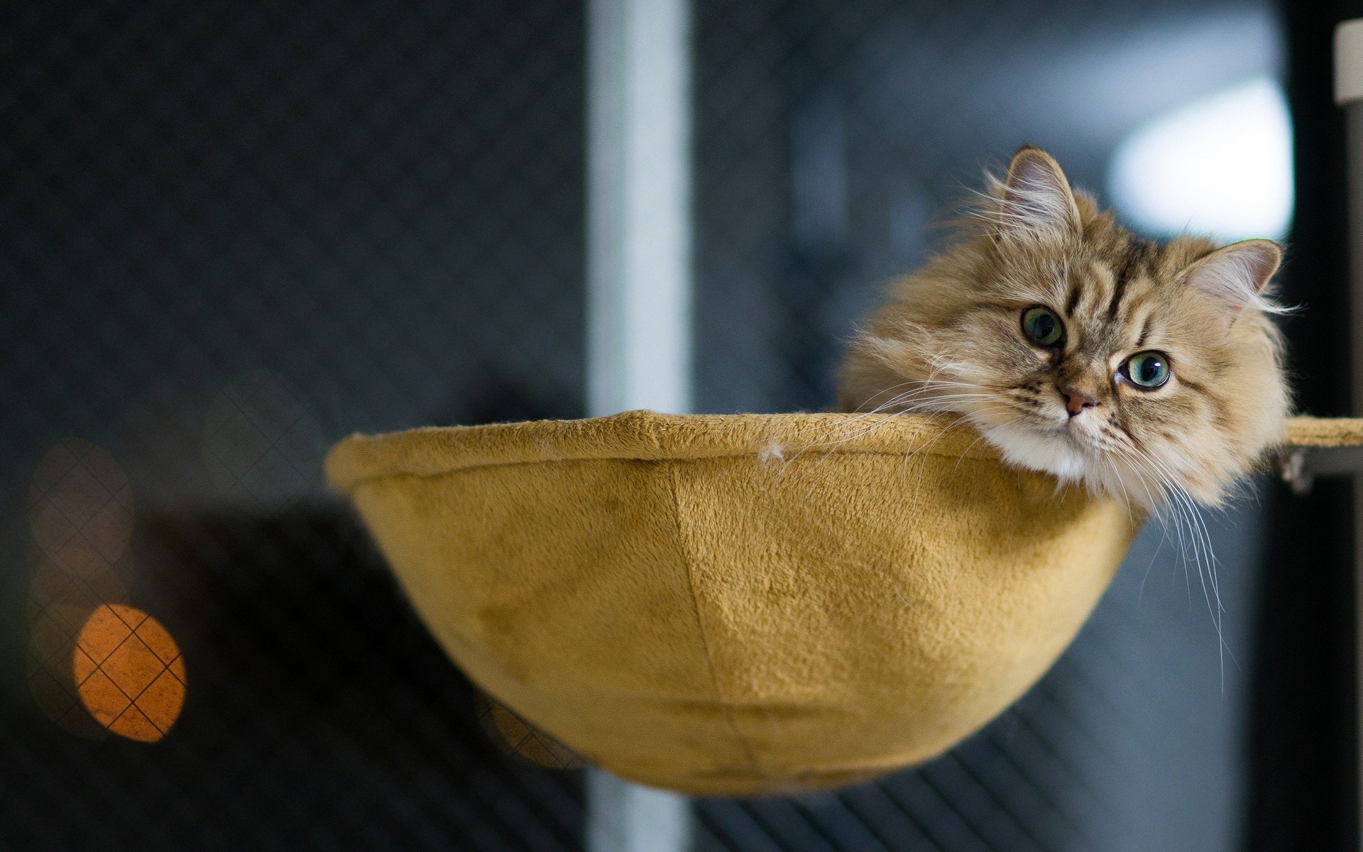 chaton hirsute regard