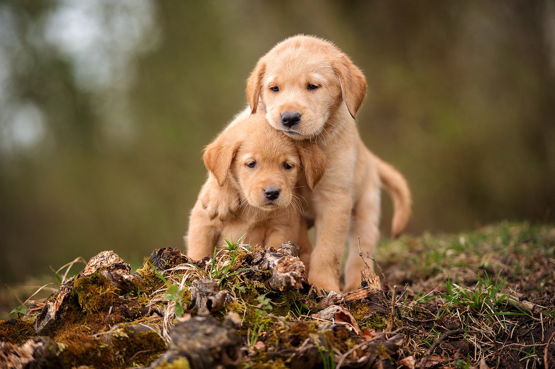 chiens chiots frères amis labrador retriever