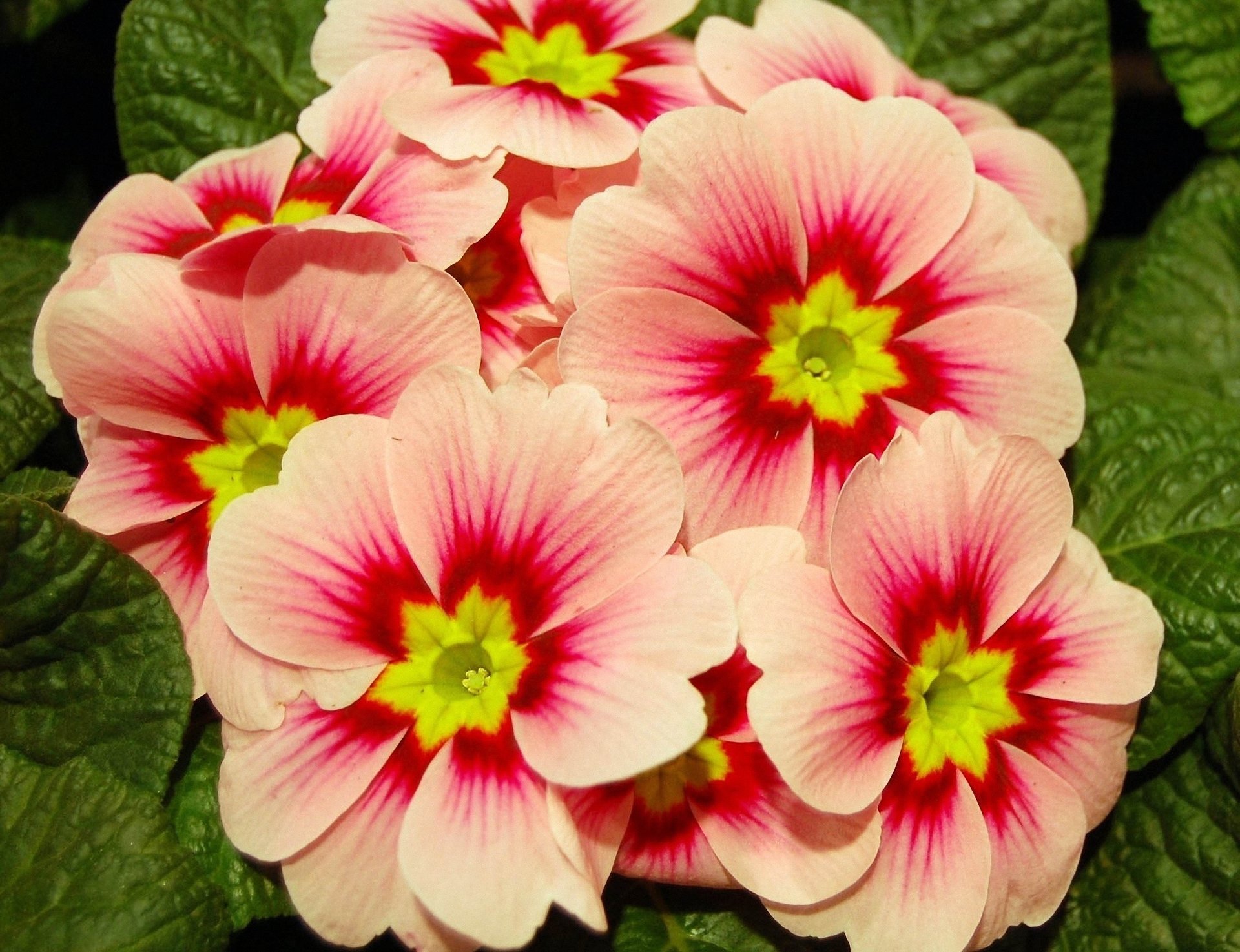 primula pink