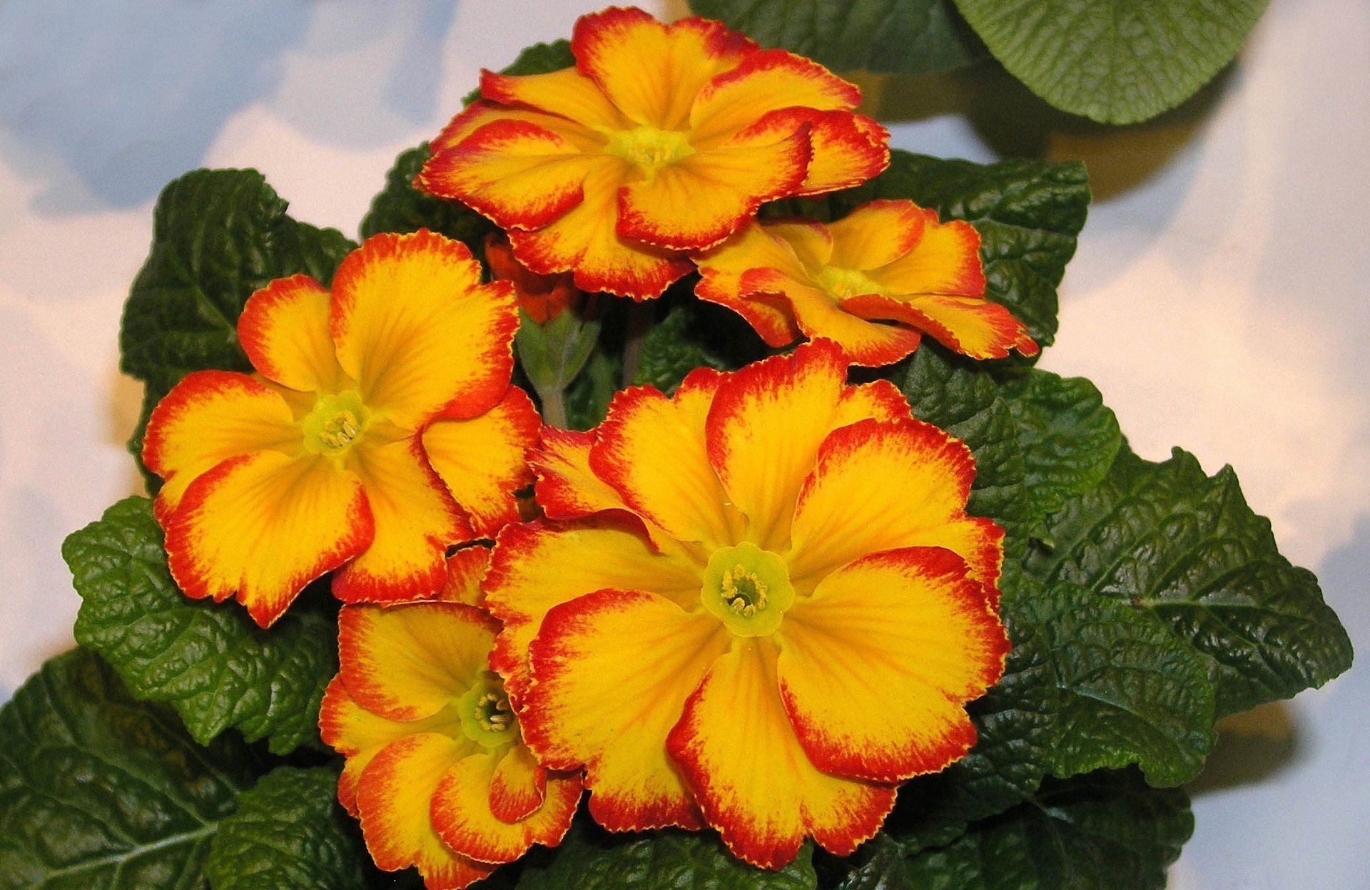 primula yellow