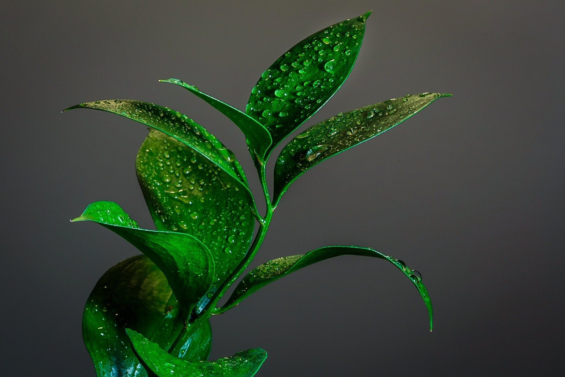 in goccioline macro tema verde ramoscello