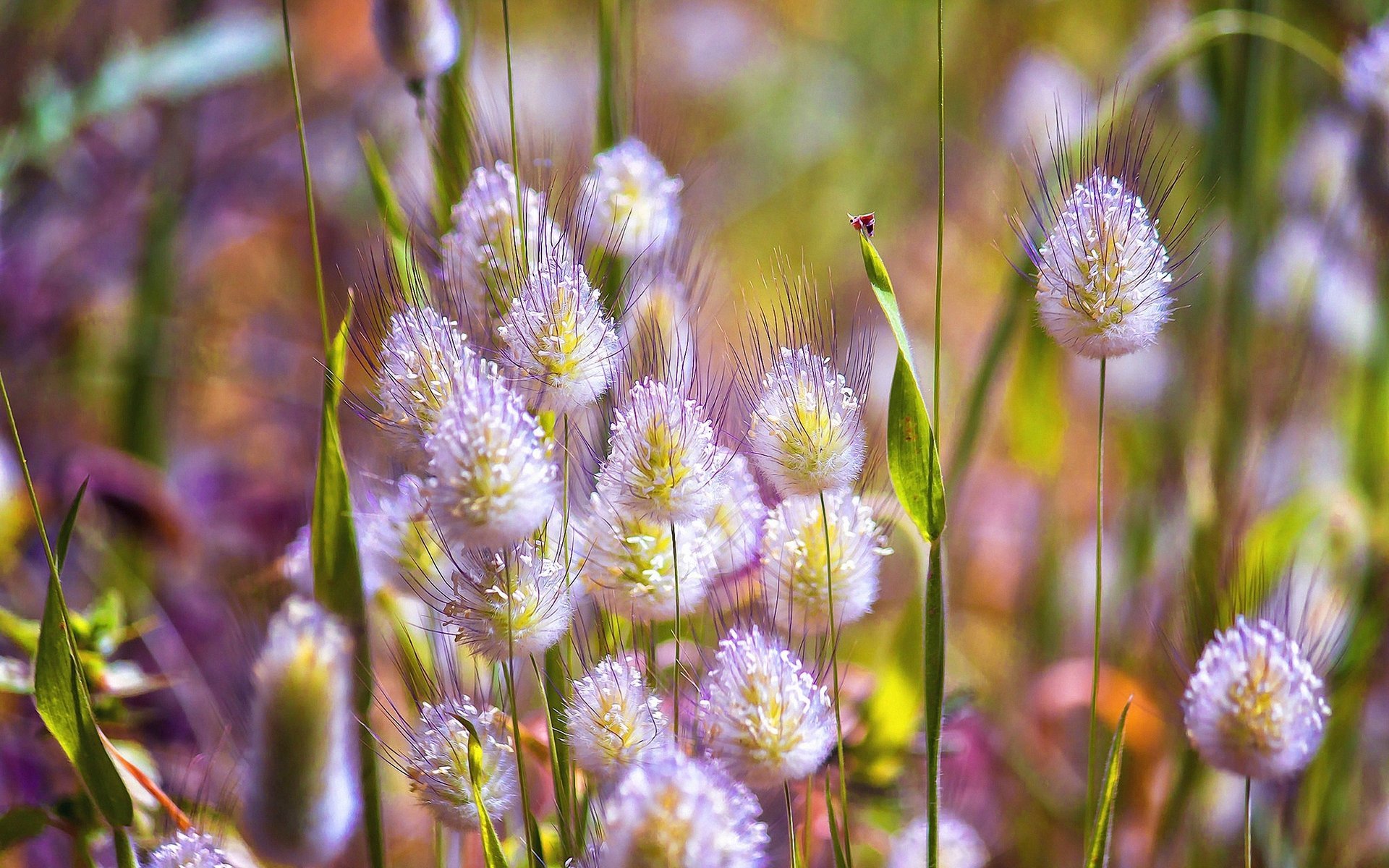 fleurs printemps