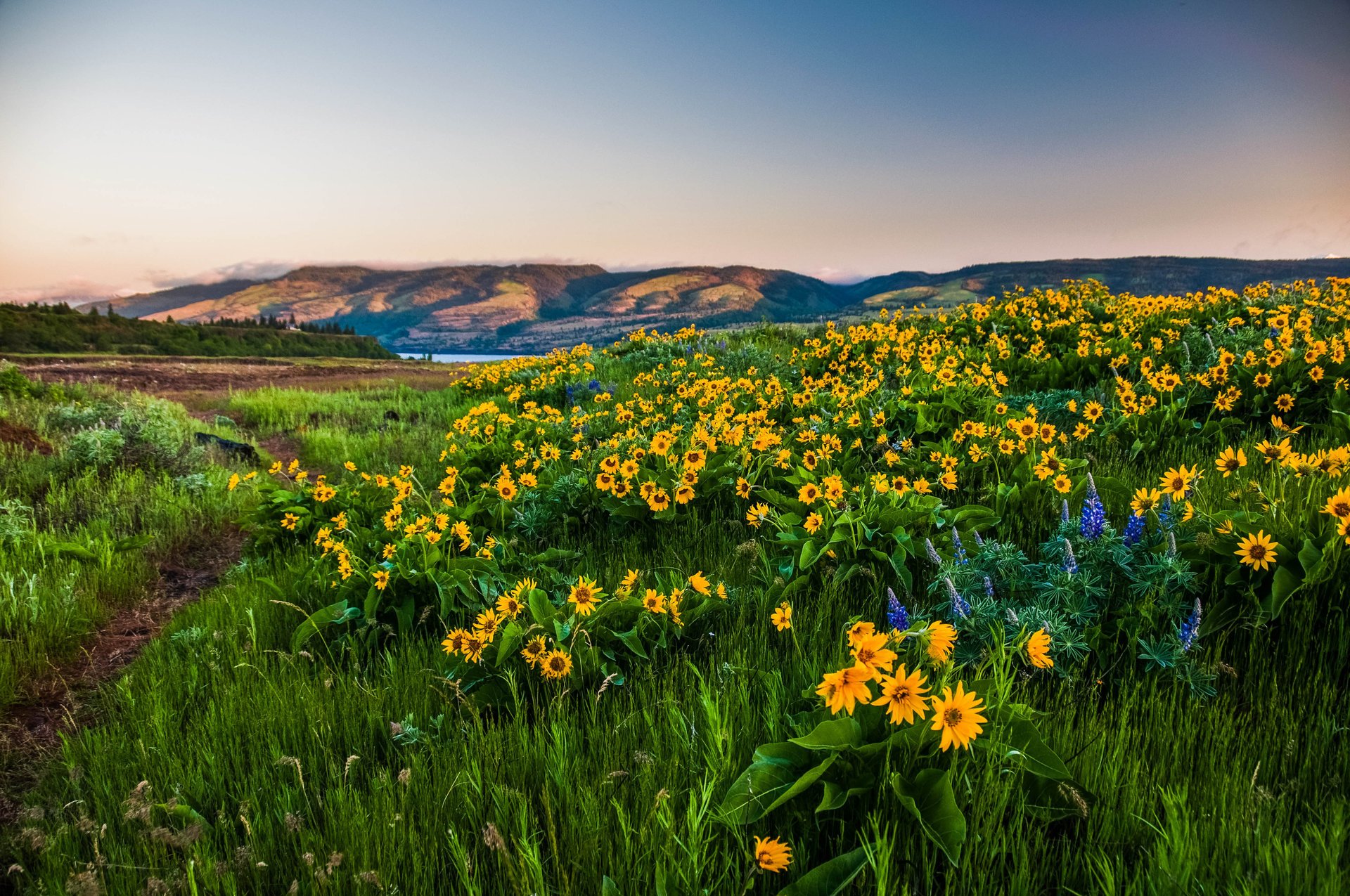 columbia gorge штат орегон цветы горы пейзаж