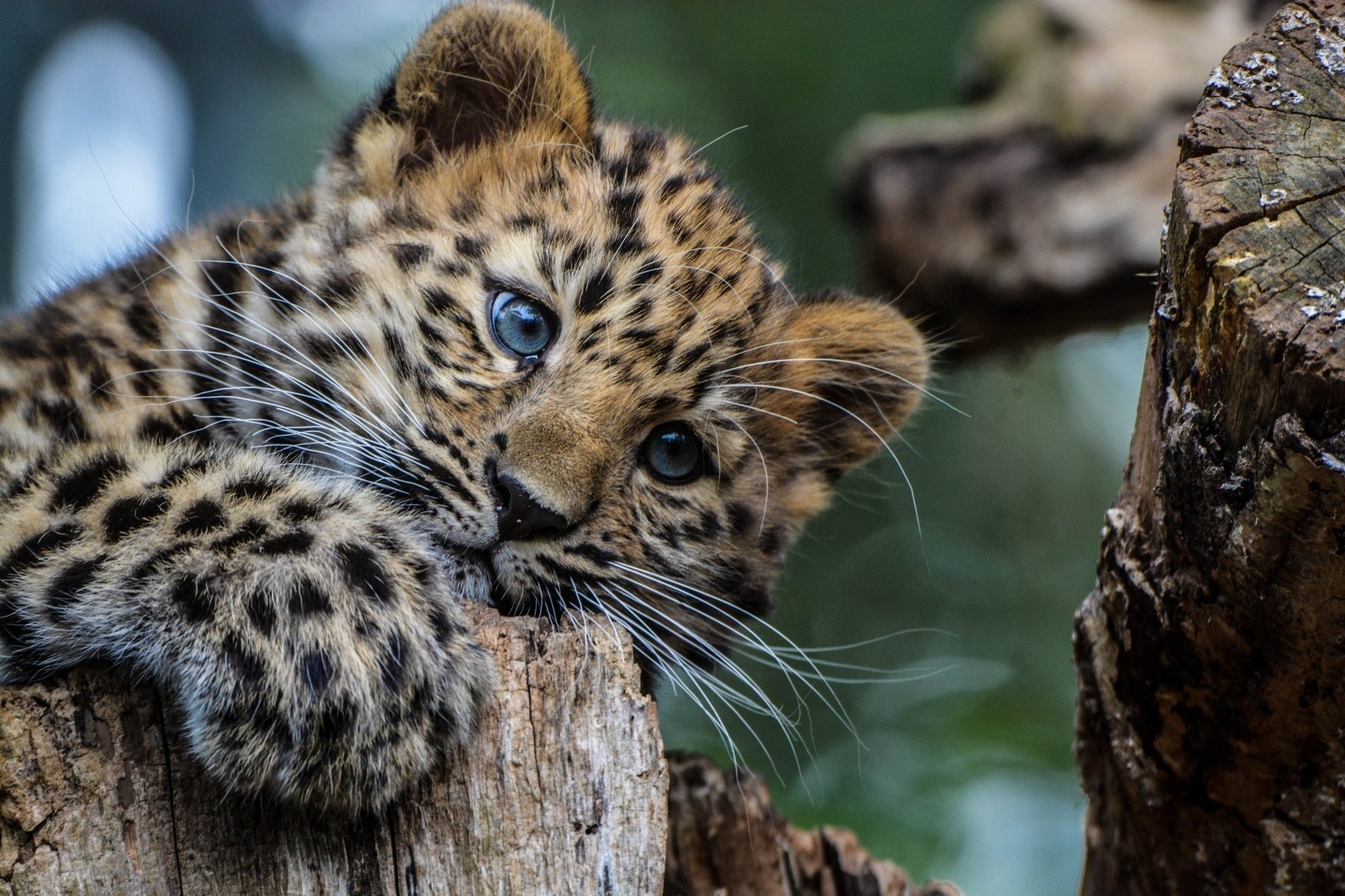 leopardo cachorro