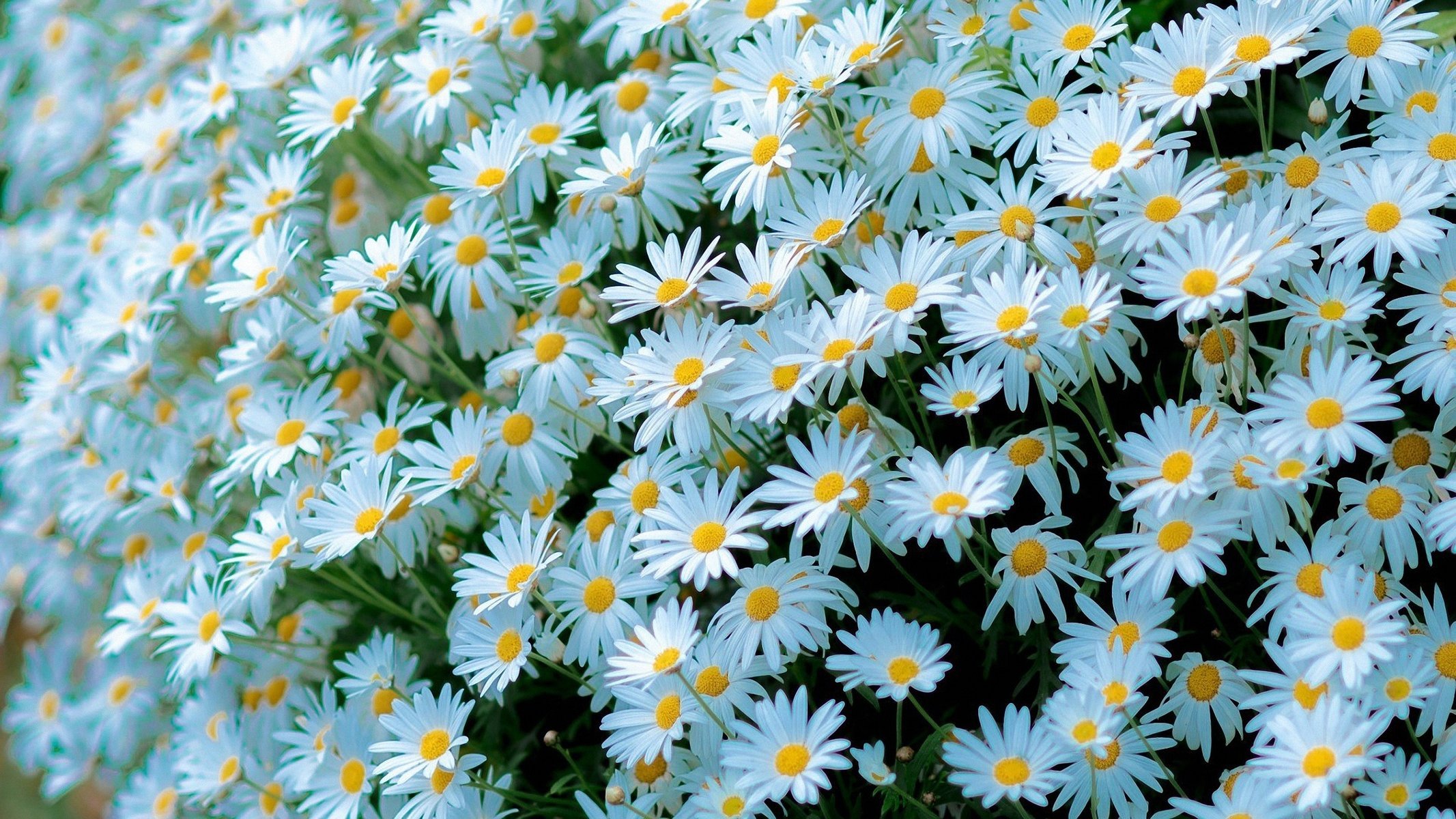 blanc marguerites beaucoup