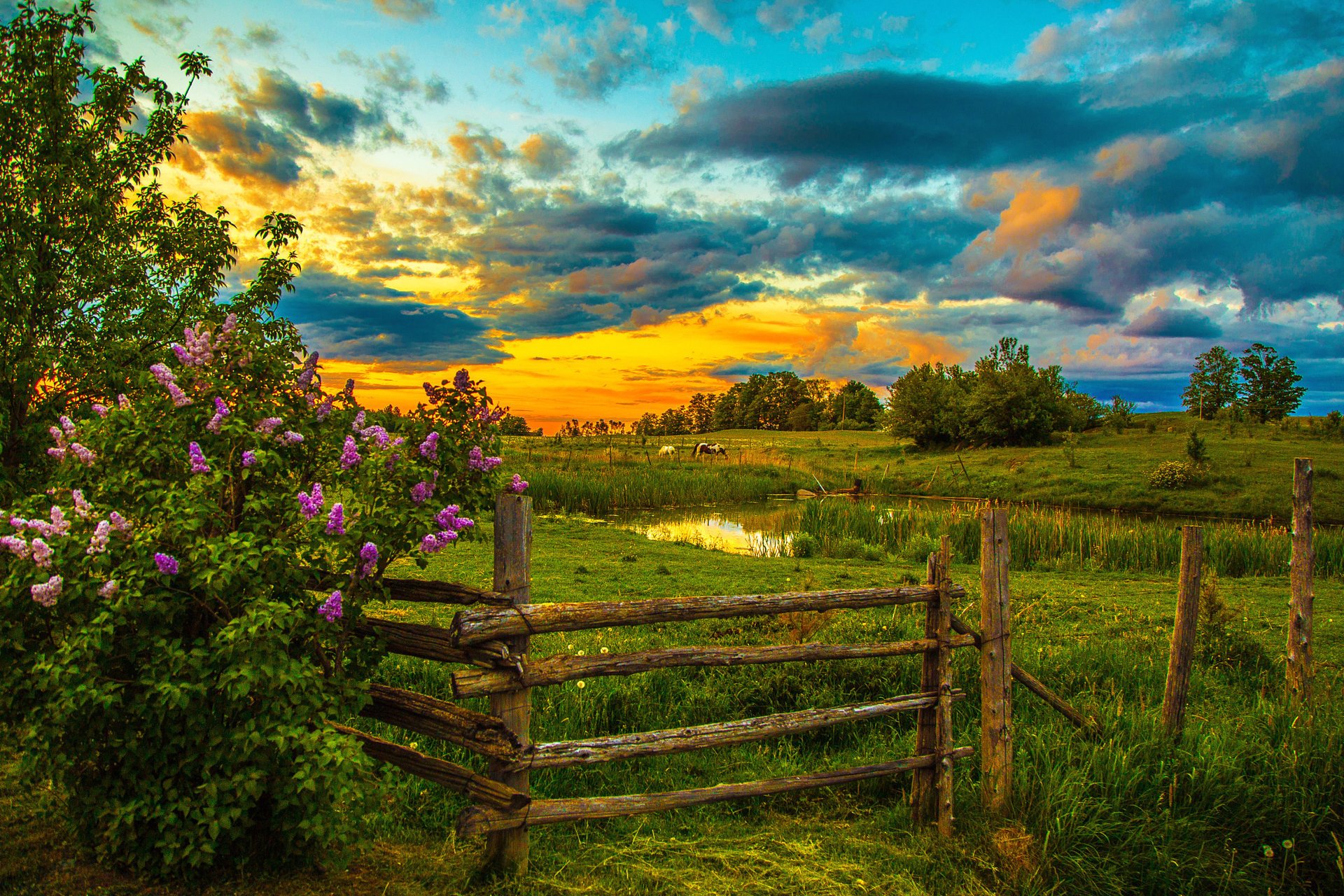 nature sunset lilac pond horse fence