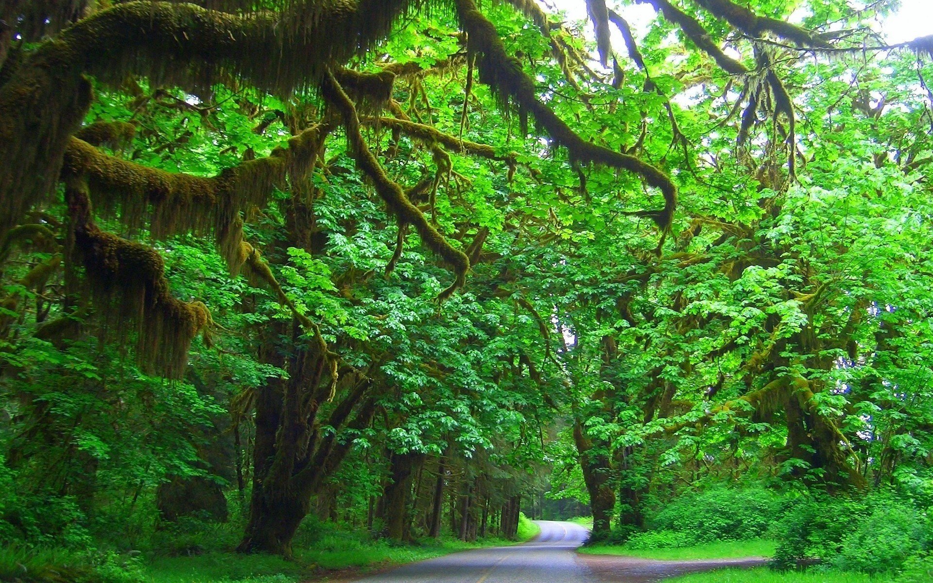 carretera naturaleza verde bosque