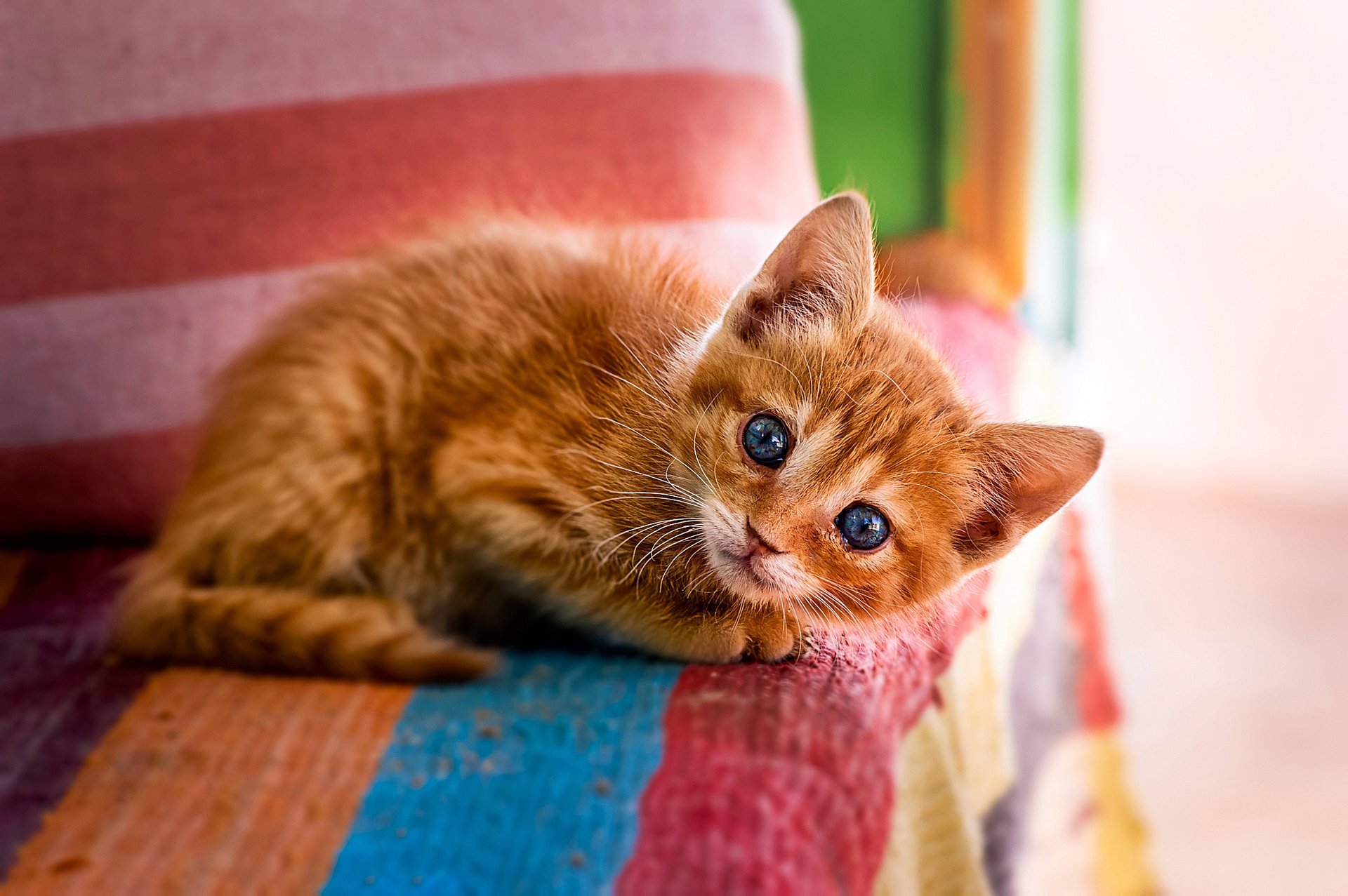 gato gatito pelirroja ojos azules