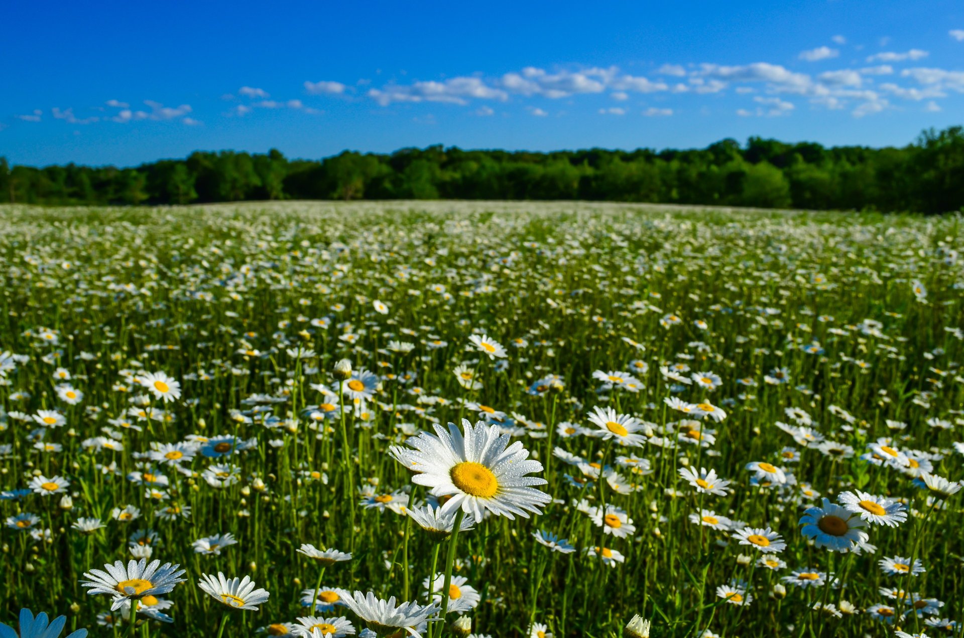 daisy meadow nature summer