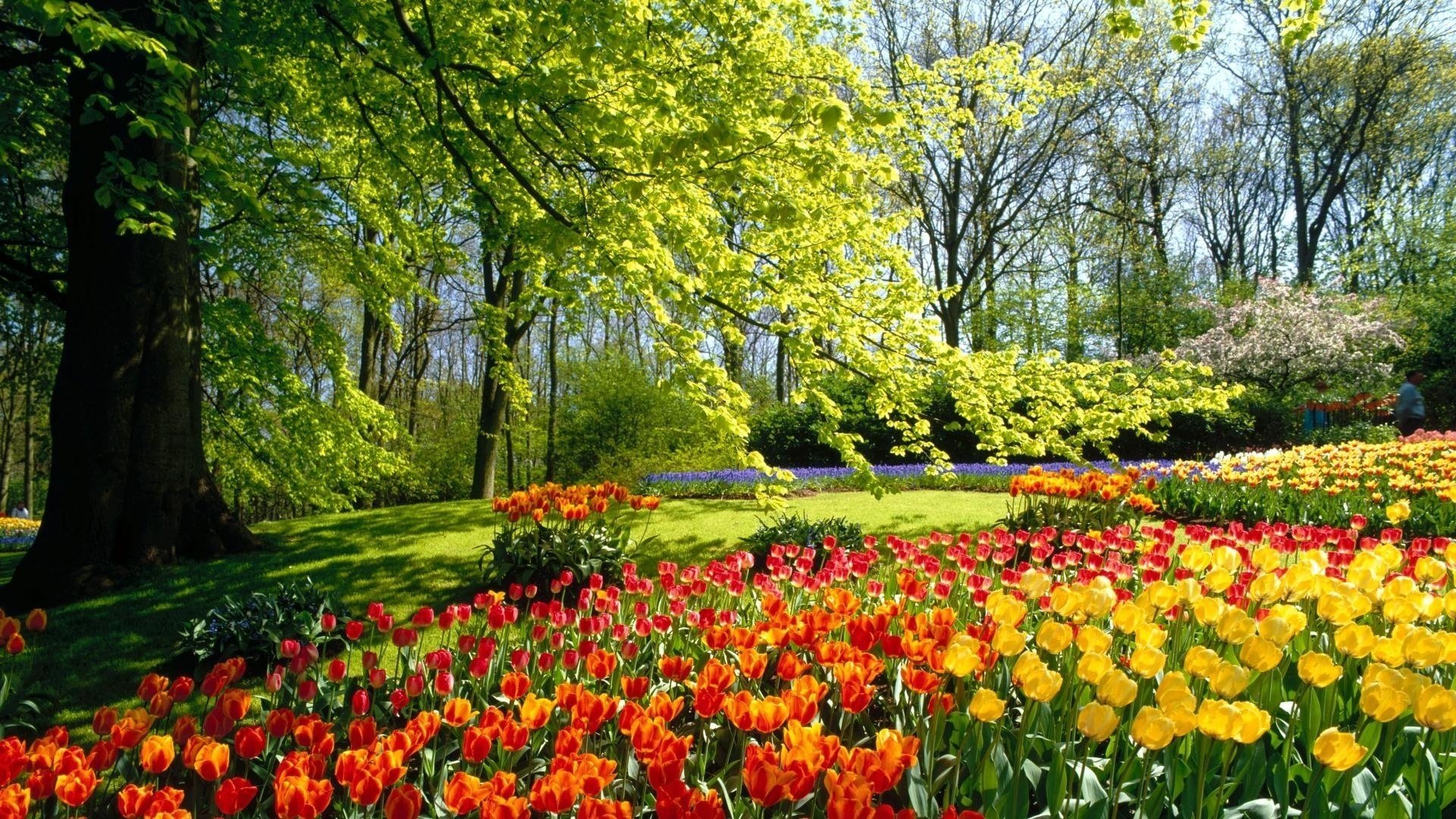 keukenhof ogrody tulipany holandia