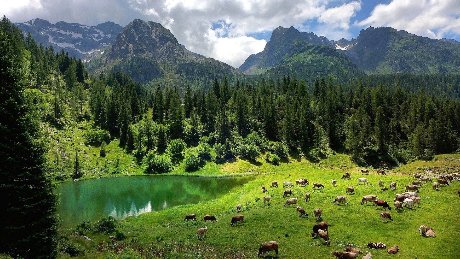 natura alpi boschi bellissimo lago