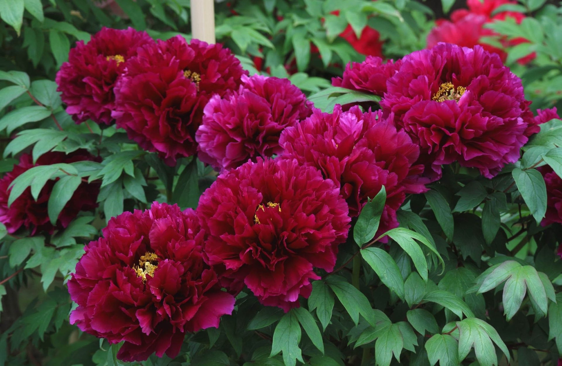 bordeaux peonie