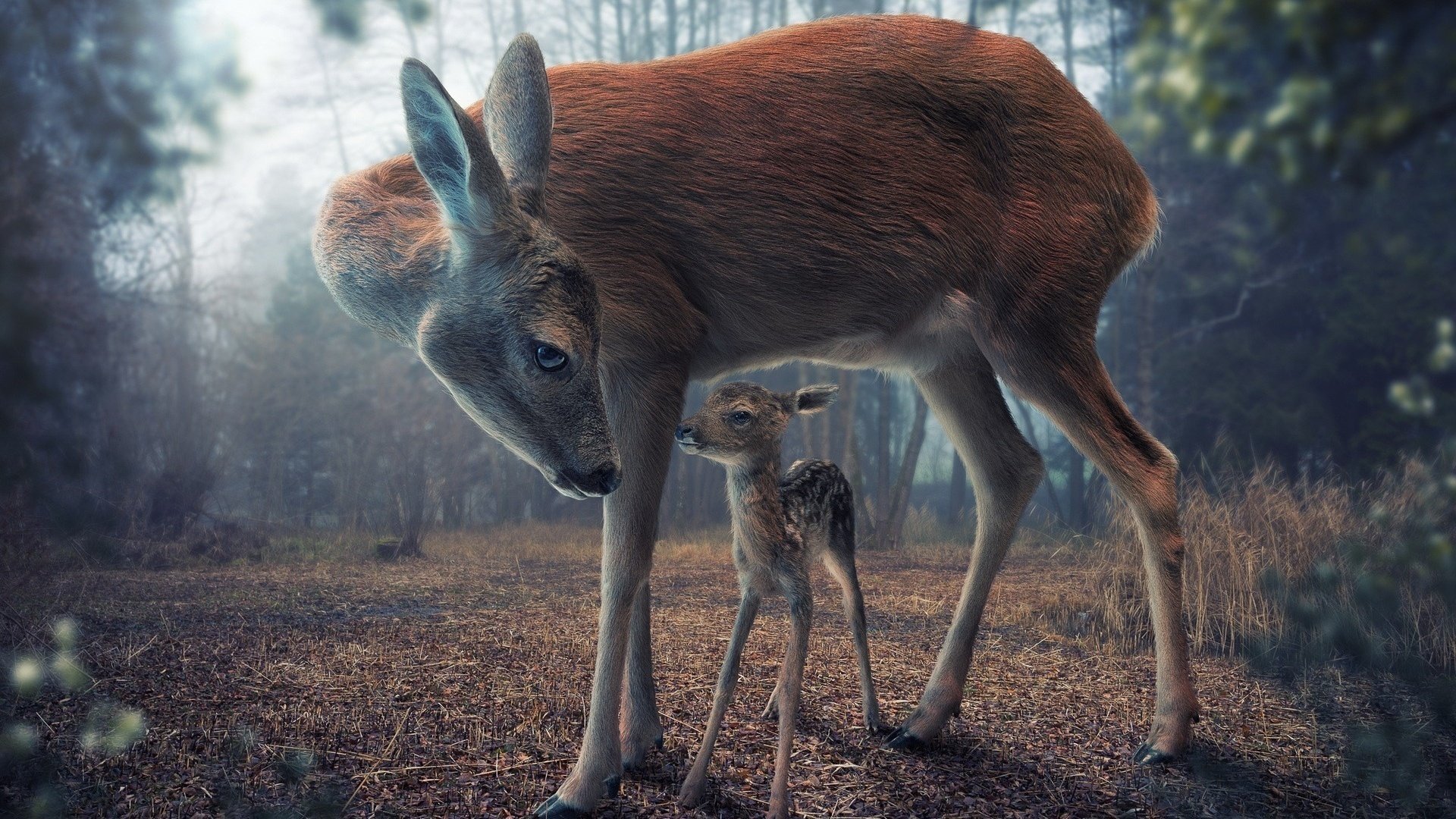 deer fawn